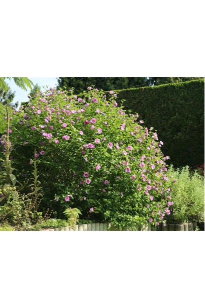 Гібіскус сирійський Лавандовий Шифон | Hibiscus syriacus Lavender Chiffon | Гибискус сирийский Лавандовый Шифон